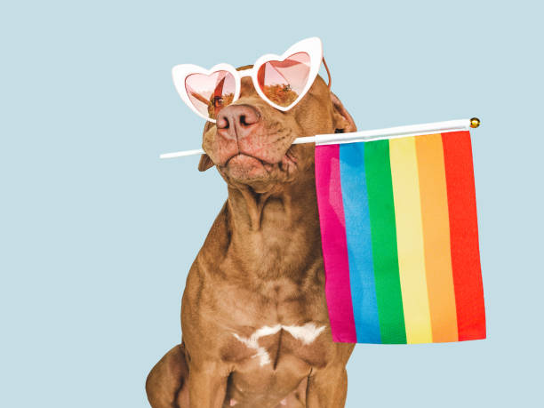 istock Lovable, pretty dog and Rainbow Flag. Closeup 1413617042