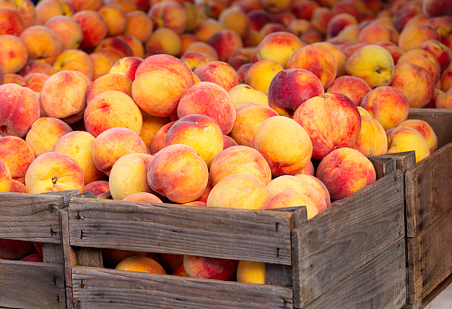 A yummy pile of peaches from the farmer's market