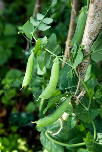 Close up of snow peas growing in garden (selective focus)