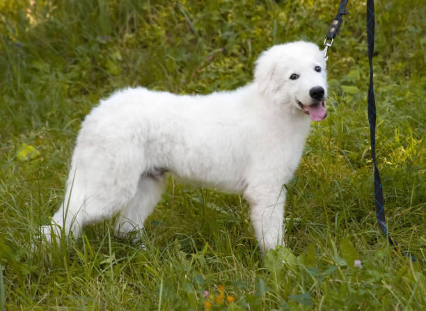 A large white Italian Shepherd puppy on a leash is standing in the grass.