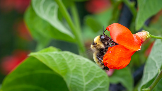 A Golden northern bumble bee forages on a runner bean flower in summer in a garden.