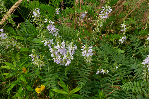 Cardamine pratensis, the cuckoo flower in meadow