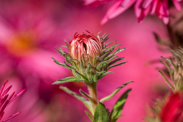 A New England Button Aster about to bloom in a garden in summer.