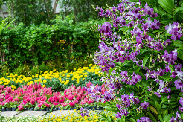 Purple orchids in the garden and many more flowers in the parks in Thailand.