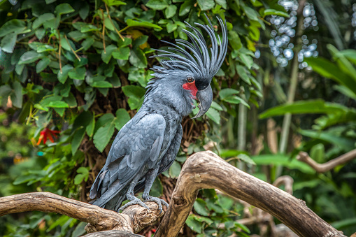 A black cockatoo in the tropical rainforest.