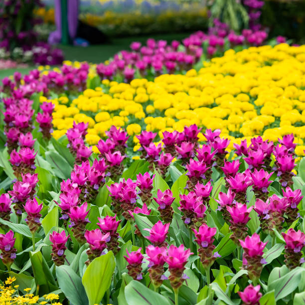 istock various flowers in the garden 1413624500
