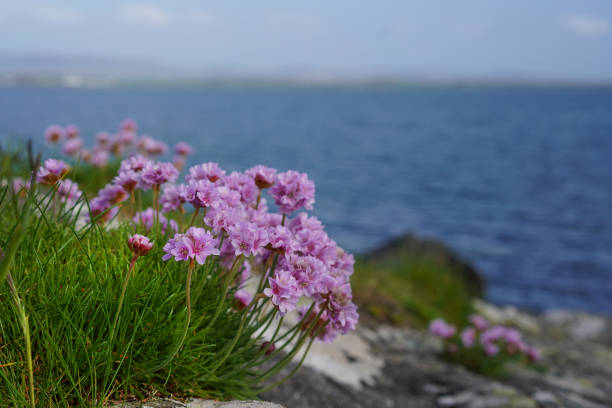 istock bright Armeria maritima flowers on a beach 1413624561