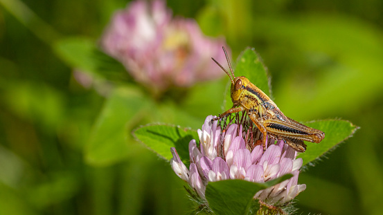 A red-legged grasshopper on a flower enjoys the warmth of the sun.