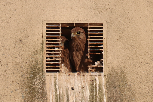 03 july 2022, Basse Yutz, Yutz, Thionville Portes de France, Moselle, Lorraine, Grand Est, France. At the beginning of summer, on the facade of an abandoned building, behind a broken ventilation grille, two young Common Kestrel look outside. The adults made the nest behind the opening.