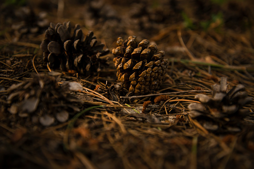 Close-up view of pine cones on the ground. Cones in dried pine leaves