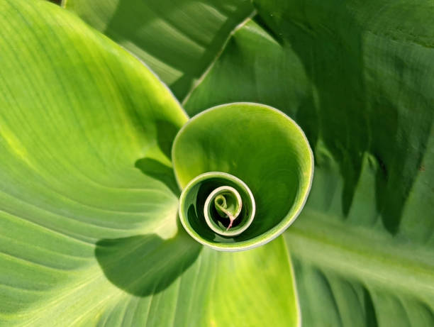 istock Green canna lily leaf spiral 1413627552
