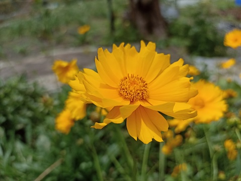 Coreopsis lanceolata or Lanceleaf coreopsis. Yellow native flowers plant growing in the garden. Floral backgrounds.
