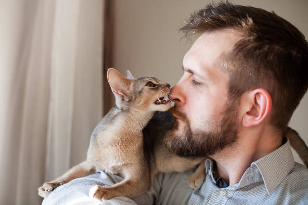 Close up of abyssinian kitten gently biting bearded man's nose lying on his shoulder on a beige background. . stock photo