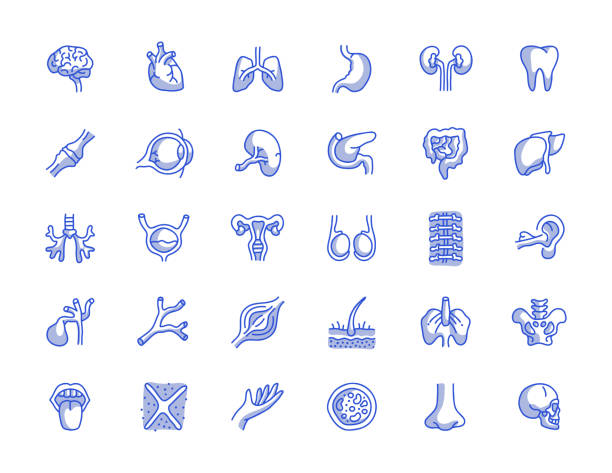 illustrations, cliparts, dessins animés et icônes de ensemble d’icônes de lignes dessinées à la main pour les organes humains - système interne humain