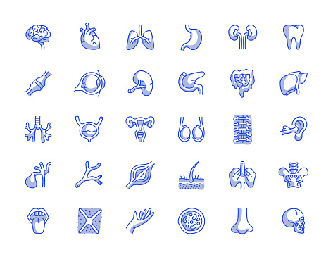 Human Organs Hand Drawn Line Icon Set