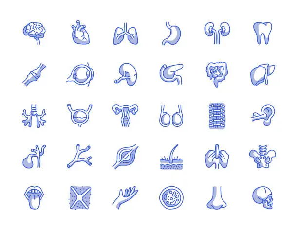 Vector illustration of Human Organs Hand Drawn Line Icon Set