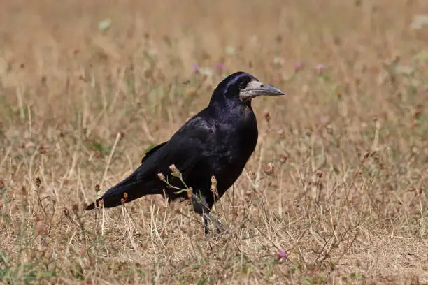 26 july 2022, Basse Yutz, Yutz, Thionville Portes de France, Moselle, Lorraine, Grand Est, France. At the beginning of summer, in a public park, a Rook is on the ground. It roams the parched grass in search of food. He is in profile.