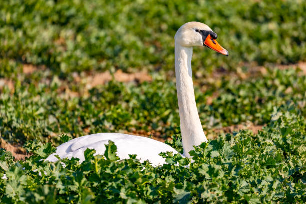 istock An isolated mute swan sits in a cabbage vegetable patch in the winter sun 1413629241