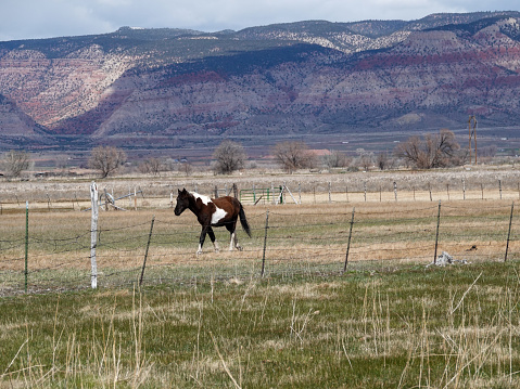 Lone paint horse walking in a pasture with mountains behind.