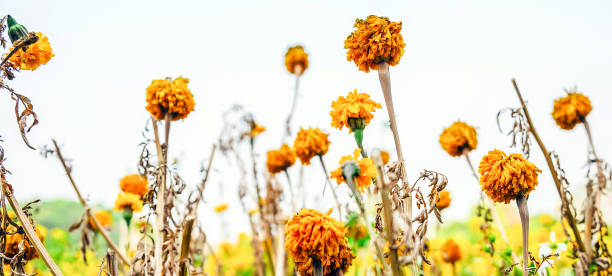 gelbe ringelblumen beginnen auf dem ringelblumenfeld zu verwelken trockene ringelblumen am baum - herb plant seasoning nature stock-fotos und bilder