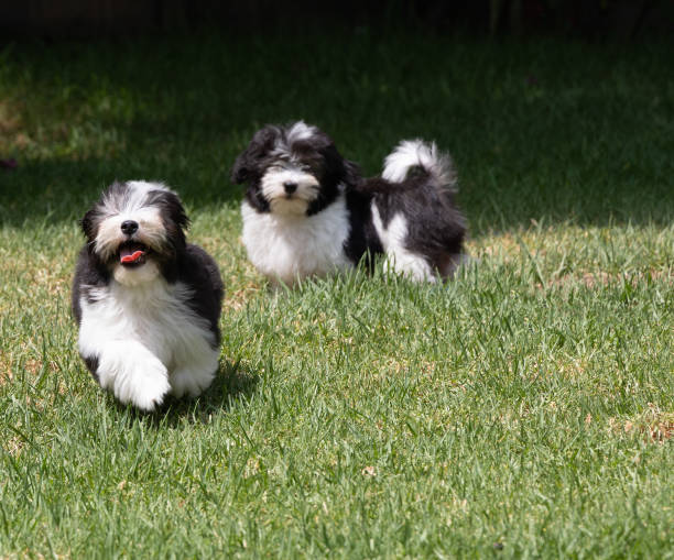 istock An adorable havanese puppy running through grass 1413630203