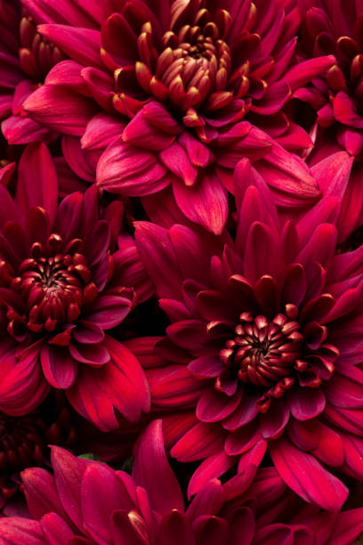 istock Burgundy chrysanthemum flowers on a white background 1413630223