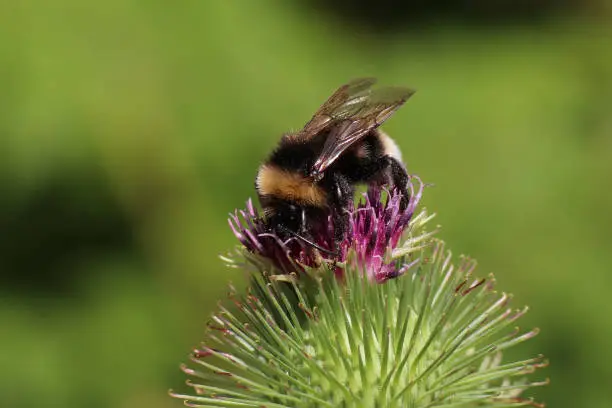 06 july 2022, Haute Yutz, Yutz, Thionville Portes de France, Moselle, Lorraine, Grand Est, France. At the beginning of summer, in the forest, by the side of the road, a Buff-tailed bumblebee landed on a burdock flower to forage.