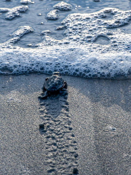 istock Sea Turtle baby 3 1413630587