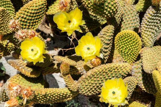 istock Blossom grassland prickly pear cactus 1413631577