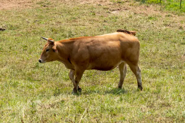 Young brown bull on a green summer rural pasture close-up