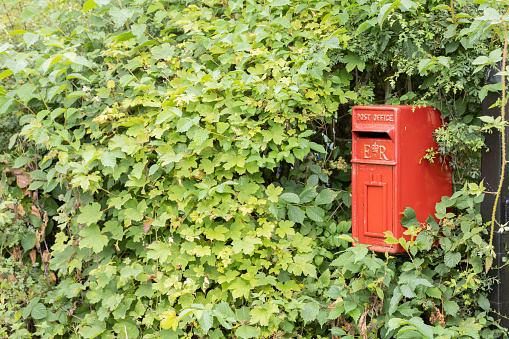 uk Red post office mail box surrounded by shrubs copy space