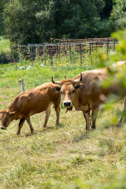 istock A cow with big horns looks into the camera. Herd on a pasture 1413631719
