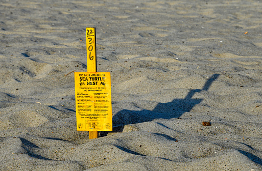 A marker indicates the location of a sea turtle nest on a public beach. Turtles are protected by Chapter 46, Article III of the Brevard County Code of Ordinances. Florida hosts 90 percent of the sea turtle nests laid in the United States each season, and Brevard County’s 72 miles of beaches are part of the largest nesting aggregation site of loggerhead sea turtles in the world. Turtle activity on the beaches is monitored by the Sea Turtle Preservation Society based in Indialantic, FL.\nMelbourne Beach, FL\n08/08/22