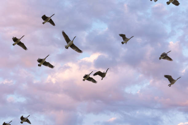 istock Flock of Canada geese 1413631819