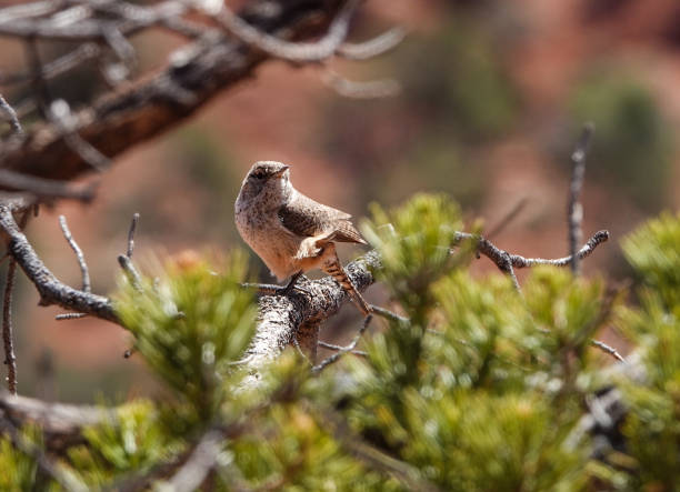 Canyon wren perched in a pinion pine.