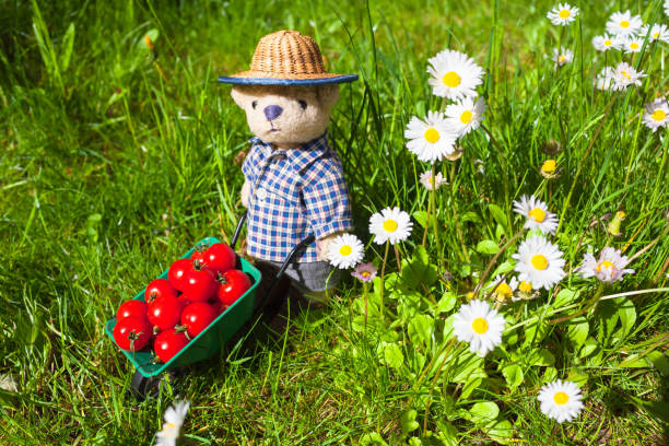 istock Tomato Harvest at Garden 1413634625