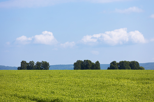 Groups of trees in the middle of a green field under a blue sky. Summer rural landscape with agriculture field