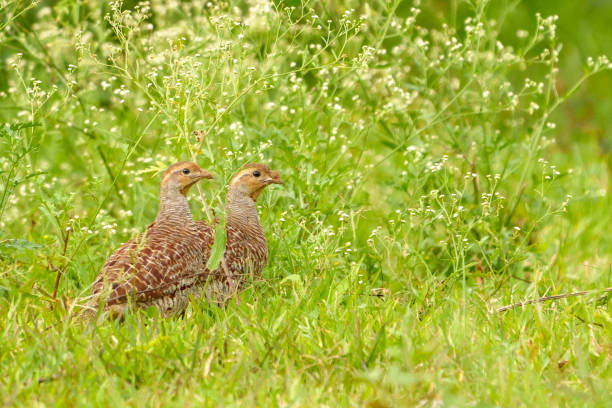 istock grey francolin (Ortygornis pondicerianus) pair in the bush 1413634808