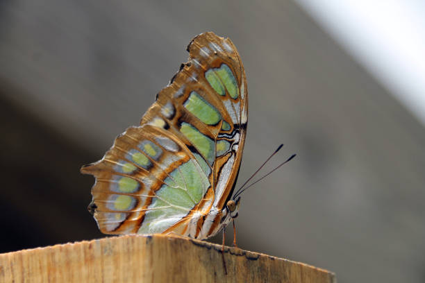 木の上で休むマラカイトの蝶 - malachite butterfly ストックフォトと画像