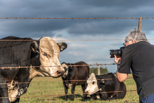 Mature gray haired photographer taking a picture of a black and white male cow. Behind other cows of the same breed.