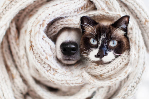 istock Dog and cat covered in brown material scarf 1413636561
