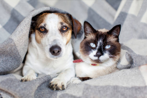 istock Dog and cat together under warm blanket 1413636584
