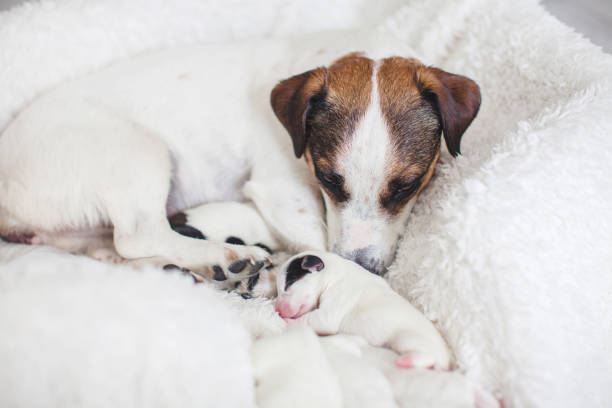 istock Newborn puppy with mother dog 1413636692