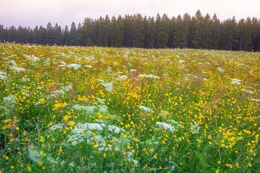 Idyllic Black forest landscape with wildflowers at springtime near Freiburg, Germany