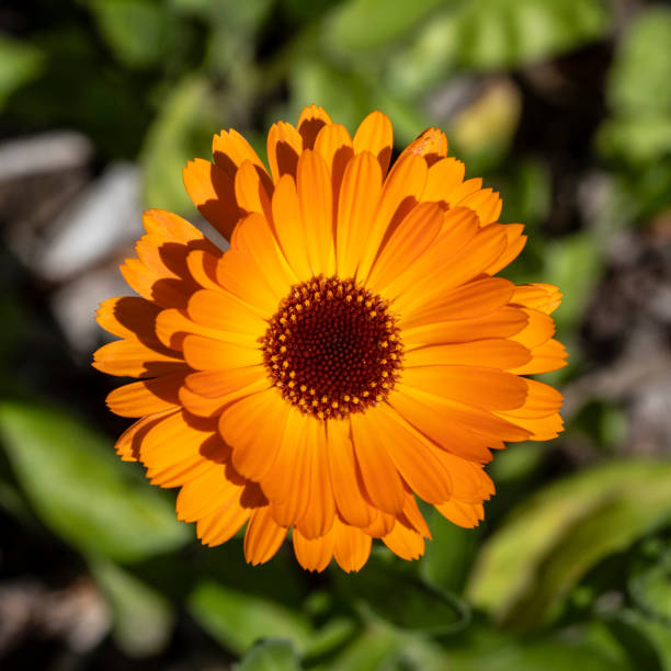 istock Calendula Officinalis - Marigold Flower is Edible 1413637115