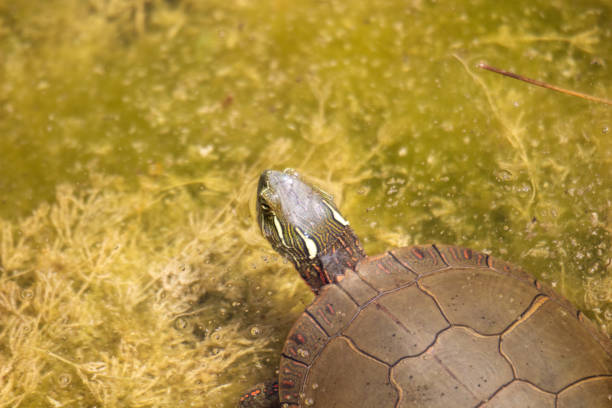 Painted turtle basking in the sun on an early spring morning