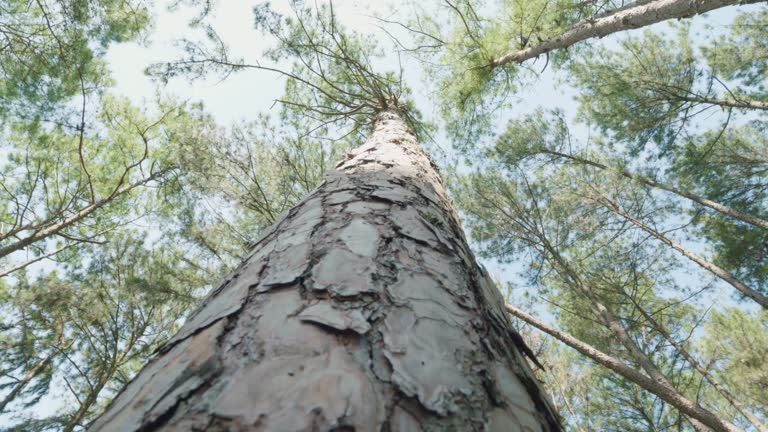 Low angle view of Pine Tree Garden