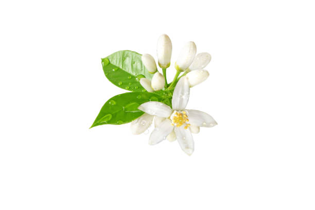 laranja árvore branco floresce grupo com gotas de água isoladas em branco - petal bud plant agriculture - fotografias e filmes do acervo