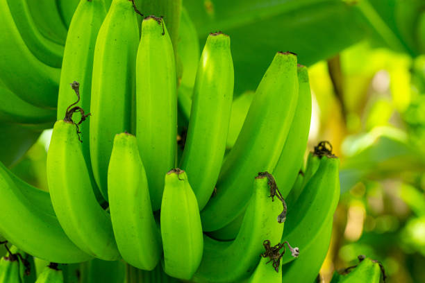 grüne banane, bauer mit grüner banane auf dem bauernhof. lebensmittelgeschäft bio-bauernhof-konzept. - banana bunch yellow healthy lifestyle stock-fotos und bilder