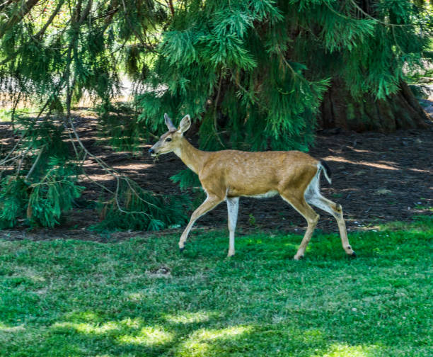 istock Tacoma Park Deer 1413637958